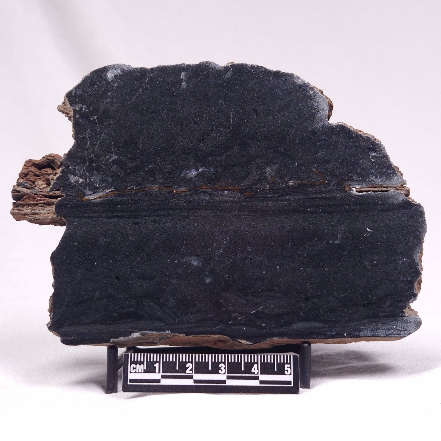 ALCHERINGA NARRINA STROMATOLITE, Late Archean, Australia ZAN020