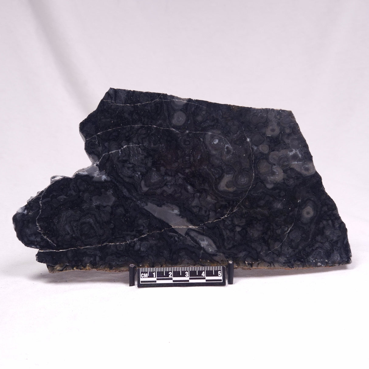 ALCHERINGA NARRINA STROMATOLITE, Late Archean, Australia ZAN024