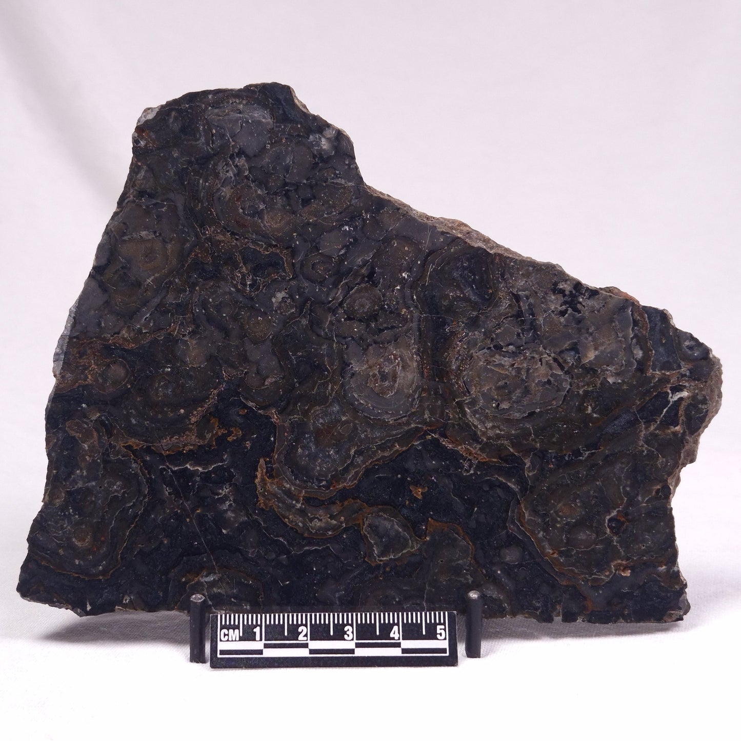 ALCHERINGA NARRINA STROMATOLITE, Late Archean, Australia ZAN025