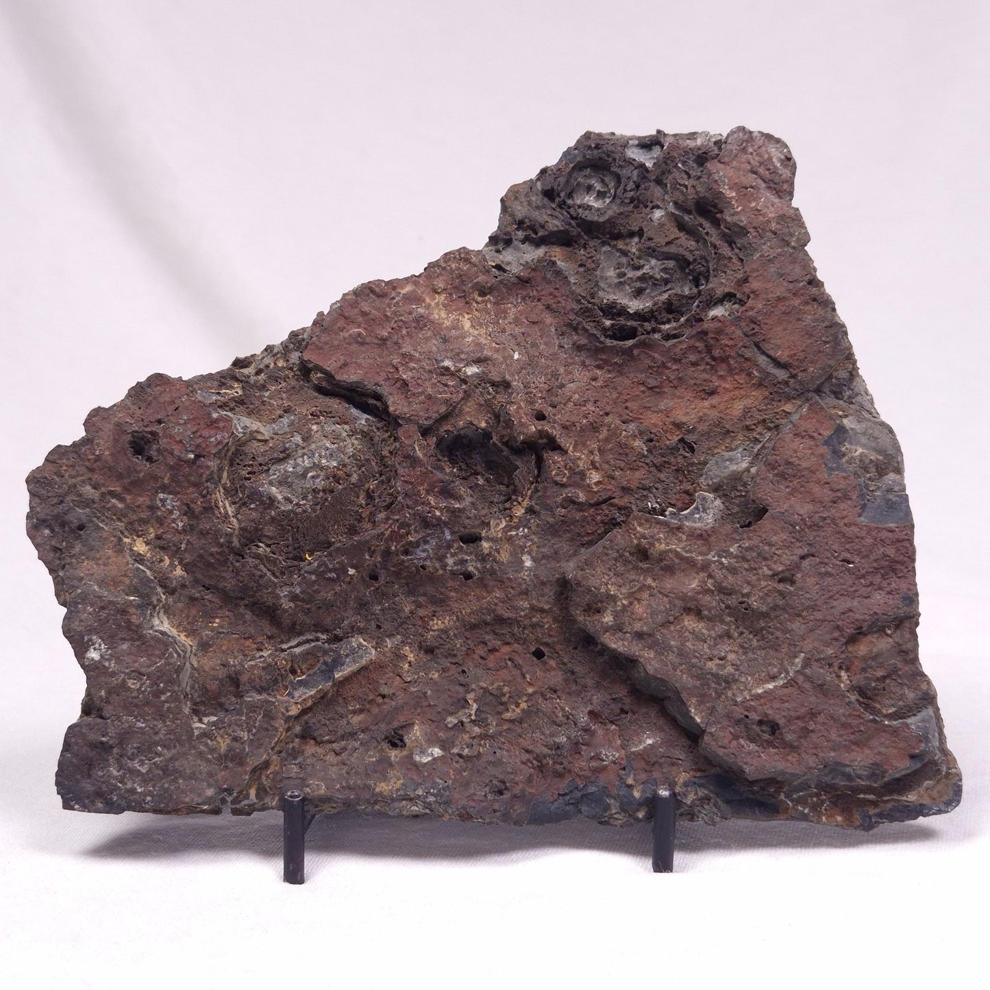 ALCHERINGA NARRINA STROMATOLITE, Late Archean, Australia ZAN025