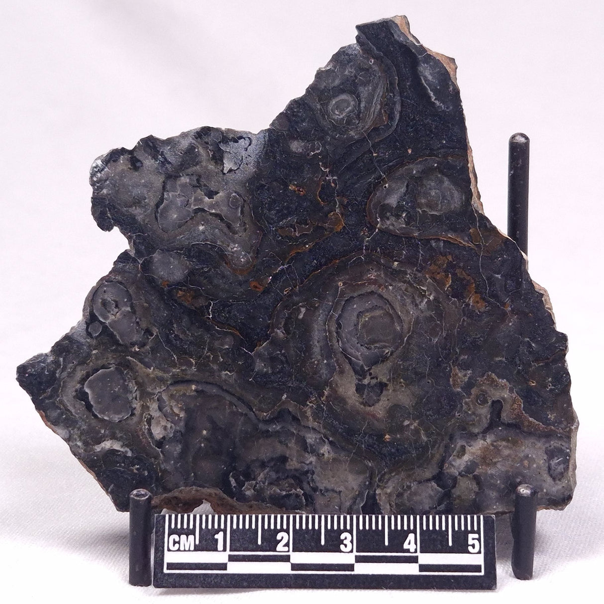 ALCHERINGA NARRINA STROMATOLITE, Late Archean, Australia ZAN030