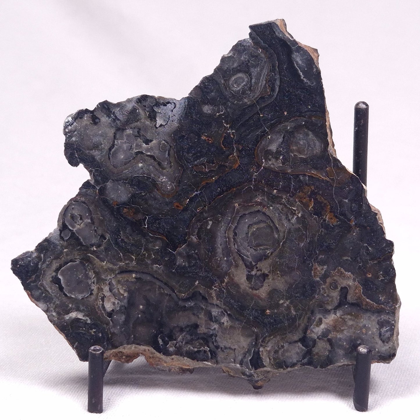 ALCHERINGA NARRINA STROMATOLITE, Late Archean, Australia ZAN030