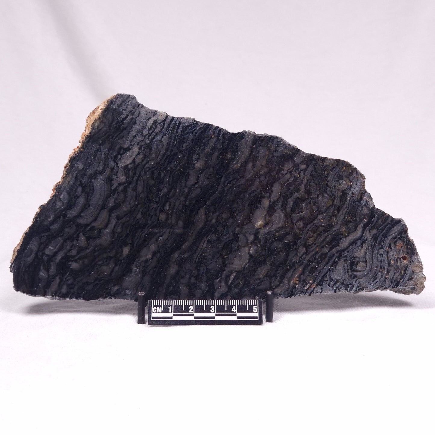 ALCHERINGA NARRINA STROMATOLITE, Late Archean, Australia ZAN033