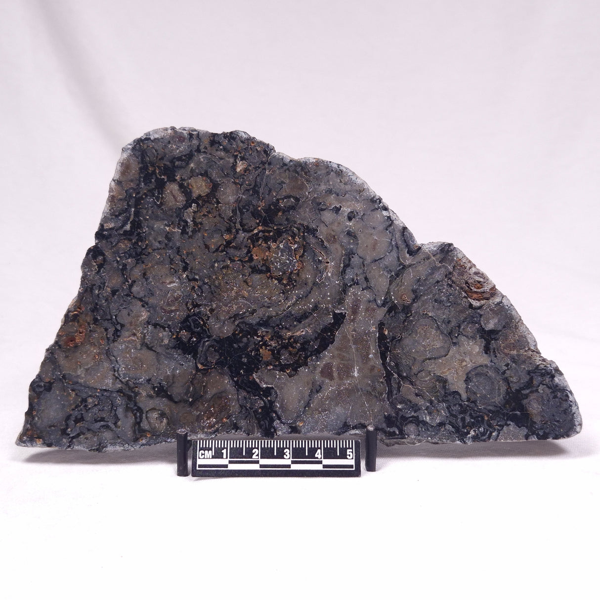 ALCHERINGA NARRINA STROMATOLITE, Late Archean, Australia ZAN035