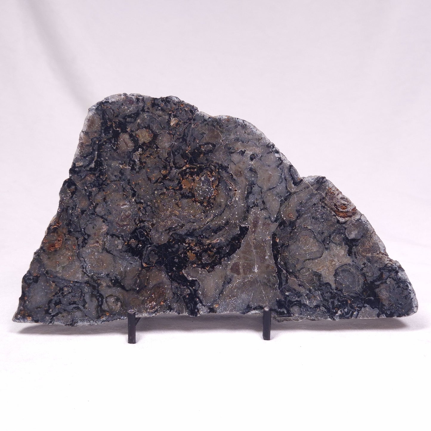 ALCHERINGA NARRINA STROMATOLITE, Late Archean, Australia ZAN035