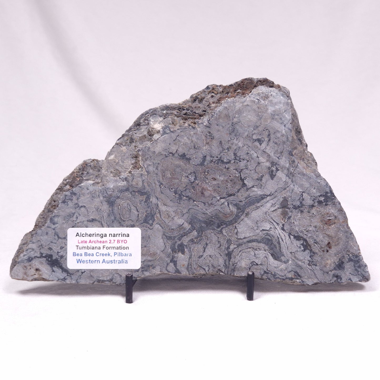 ALCHERINGA NARRINA STROMATOLITE, Late Archean, Australia ZAN035