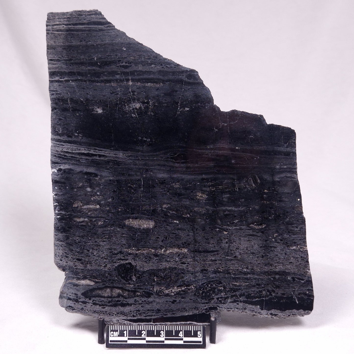 ALCHERINGA NARRINA STROMATOLITE, Late Archean, Australia ZAN038