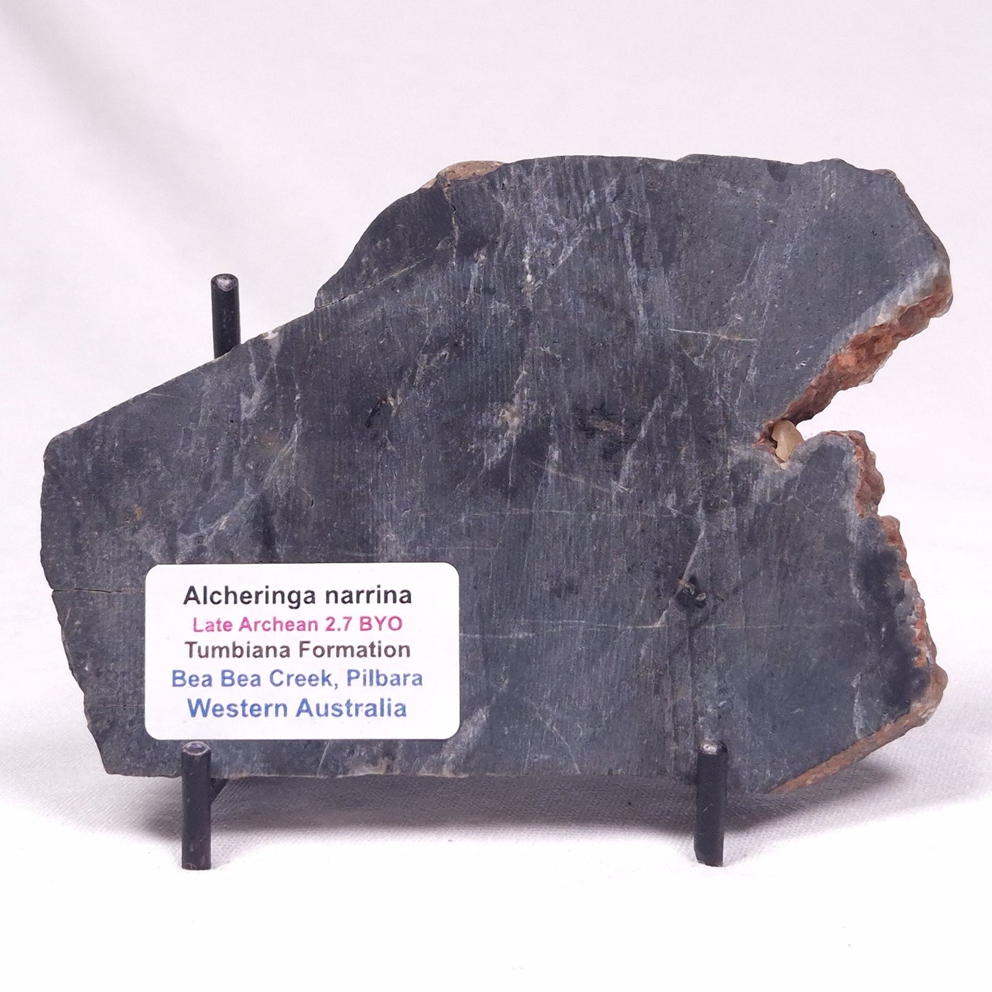 ALCHERINGA NARRINA STROMATOLITE, Late Archean, Australia ZAN039