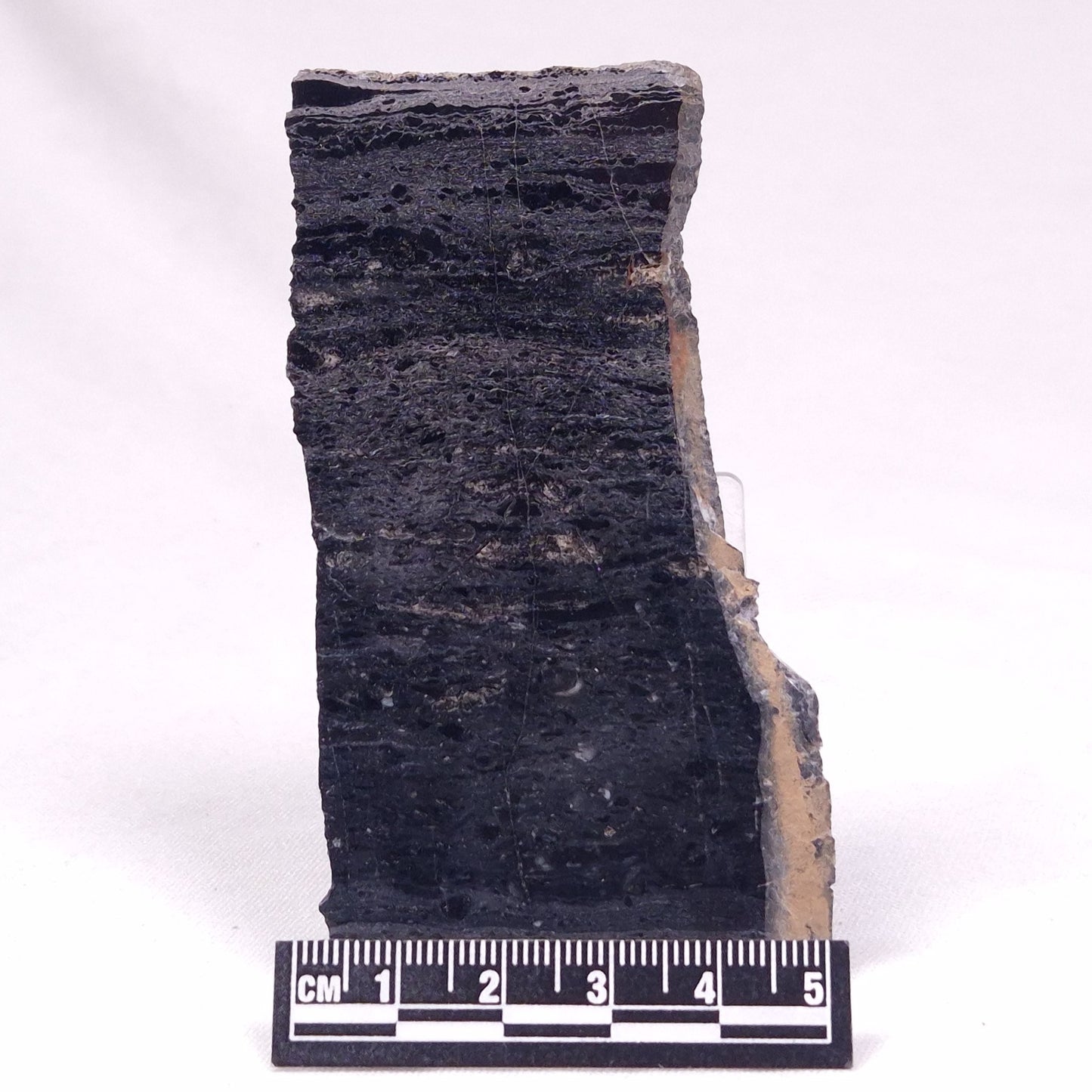 ALCHERINGA NARRINA STROMATOLITE, Late Archean, Australia ZAN040