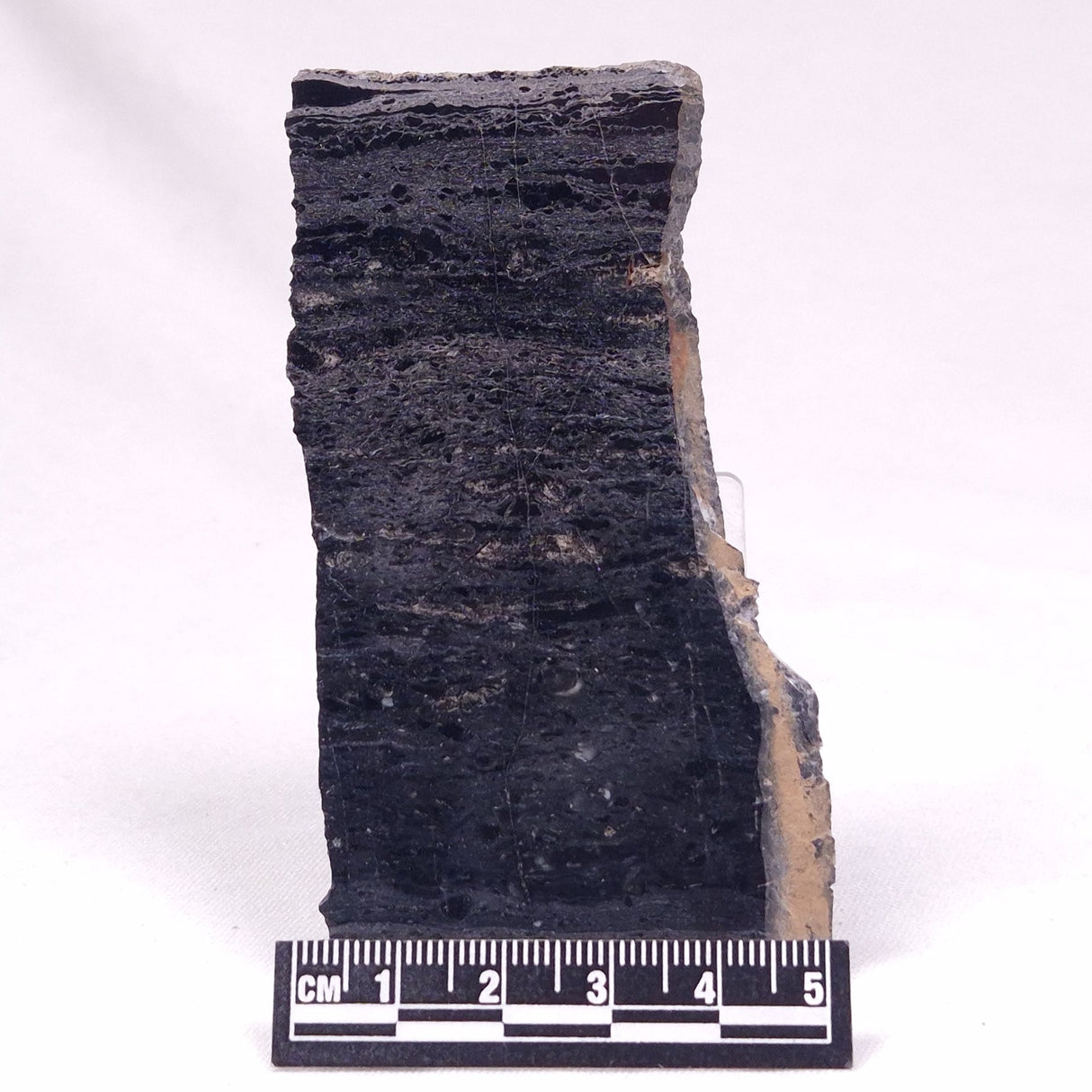 ALCHERINGA NARRINA STROMATOLITE, Late Archean, Australia ZAN040