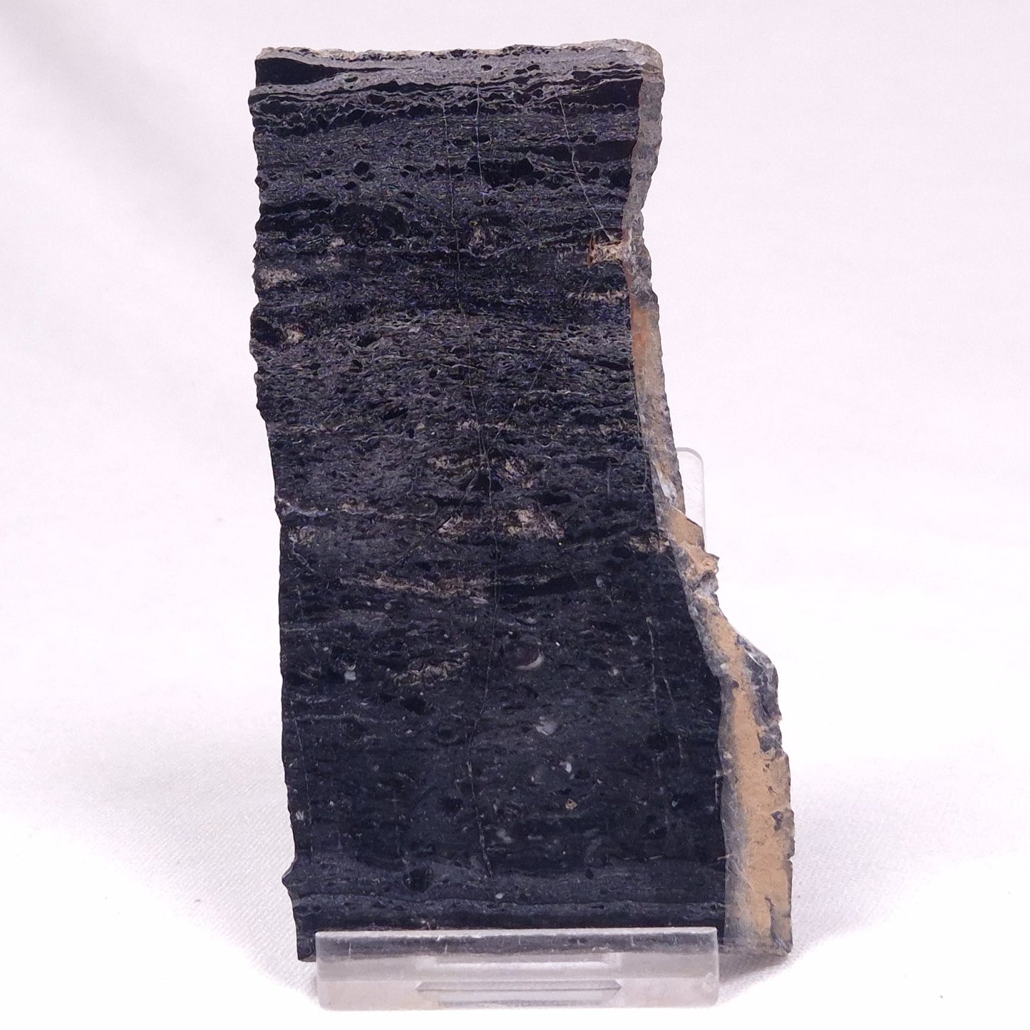 ALCHERINGA NARRINA STROMATOLITE, Late Archean, Australia ZAN040