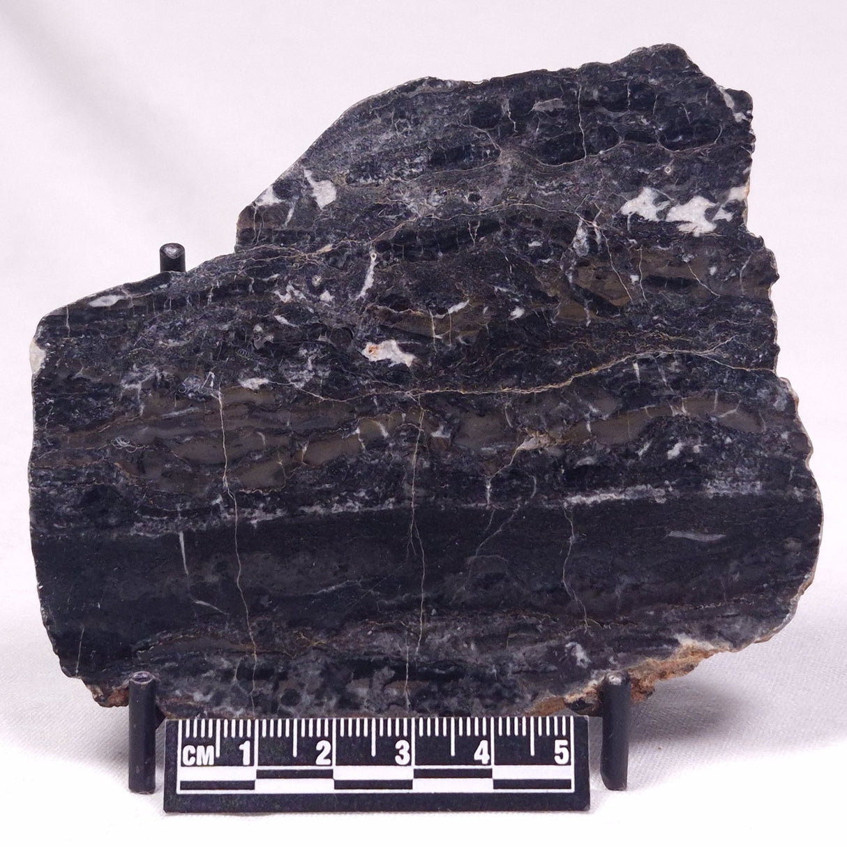 ALCHERINGA NARRINA STROMATOLITE, Late Archean, Australia ZAN041