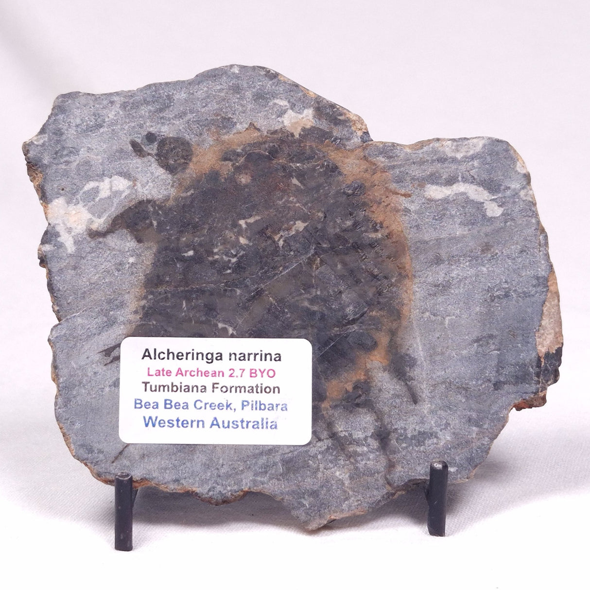 ALCHERINGA NARRINA STROMATOLITE, Late Archean, Australia ZAN041