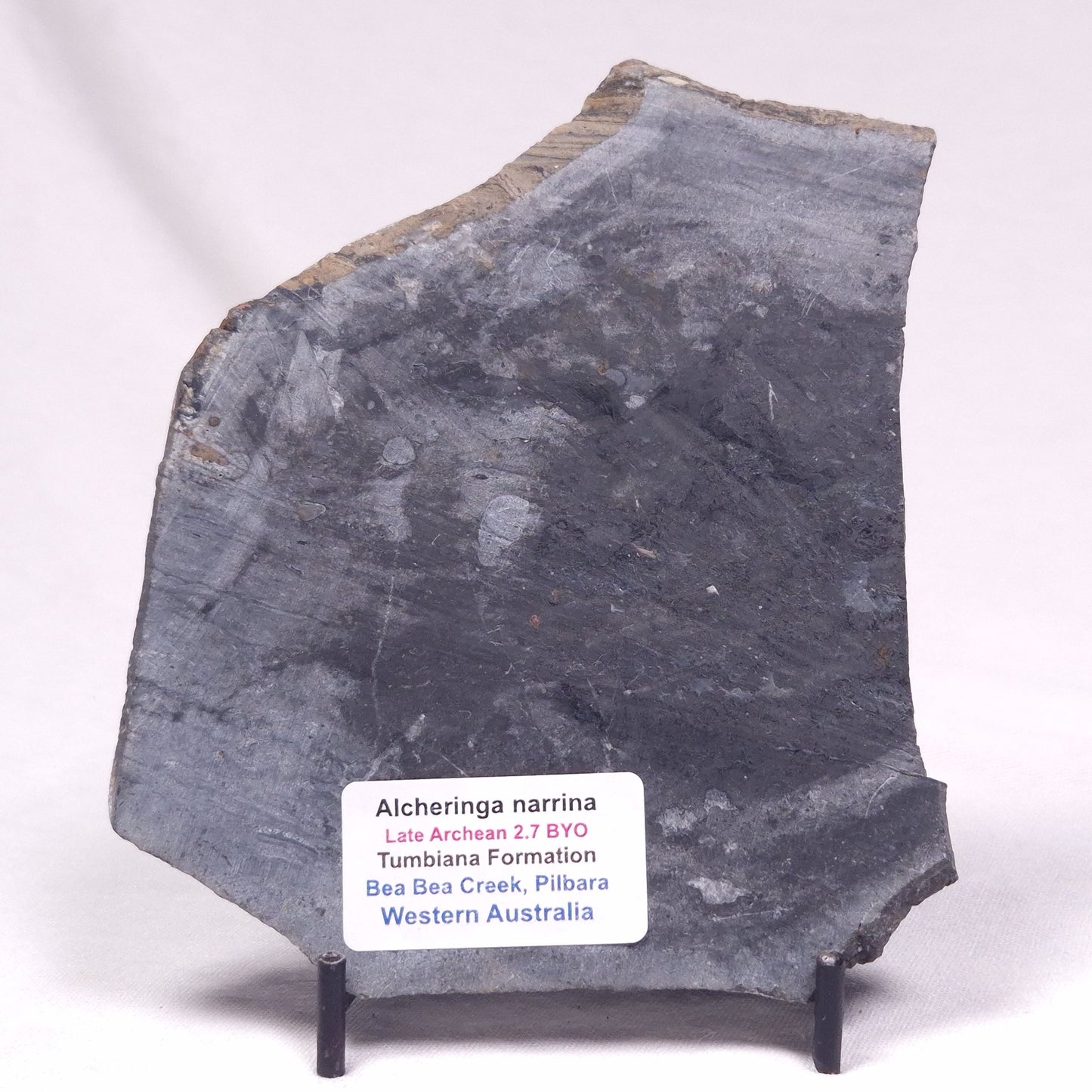 ALCHERINGA NARRINA STROMATOLITE, Late Archean, Australia ZAN042
