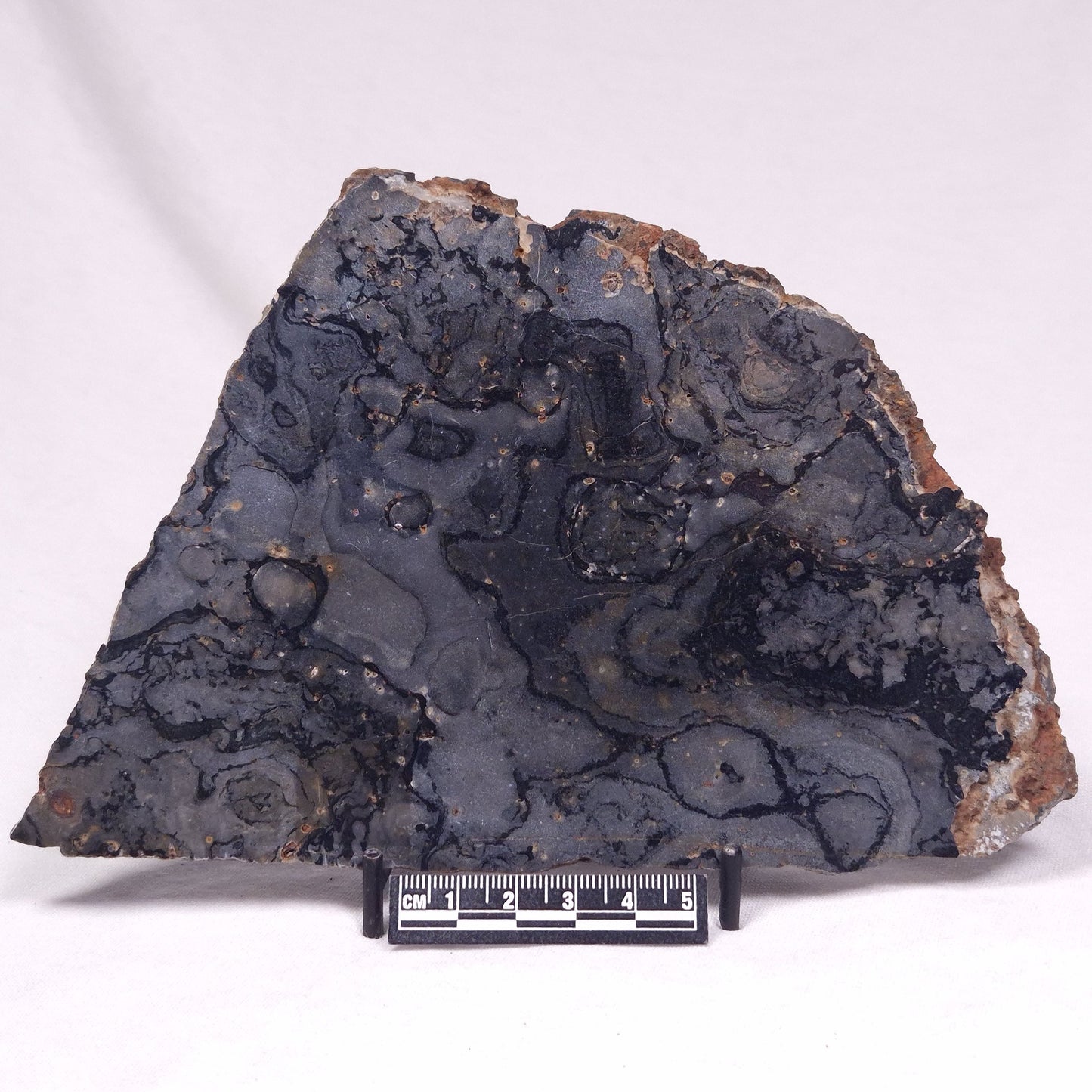 ALCHERINGA NARRINA STROMATOLITE, Late Archean, Australia ZAN046