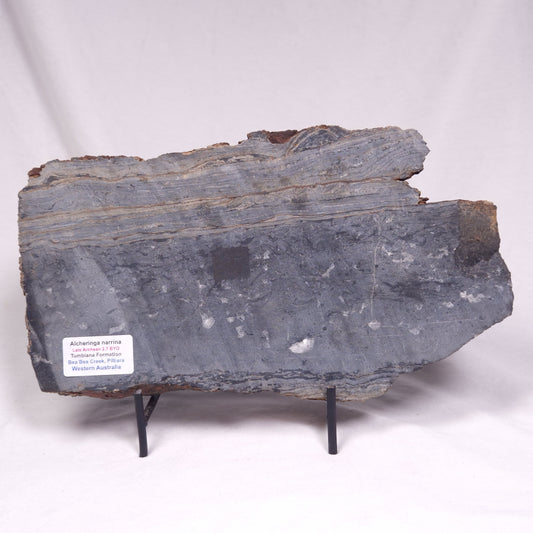 ALCHERINGA NARRINA STROMATOLITE, Late Archean, Australia ZAN048