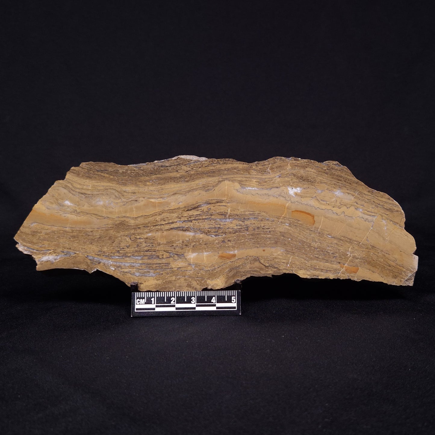 KUSSIELLA CF. KUSSIENSIS, Paleoproterozoic, Canada ZKK001