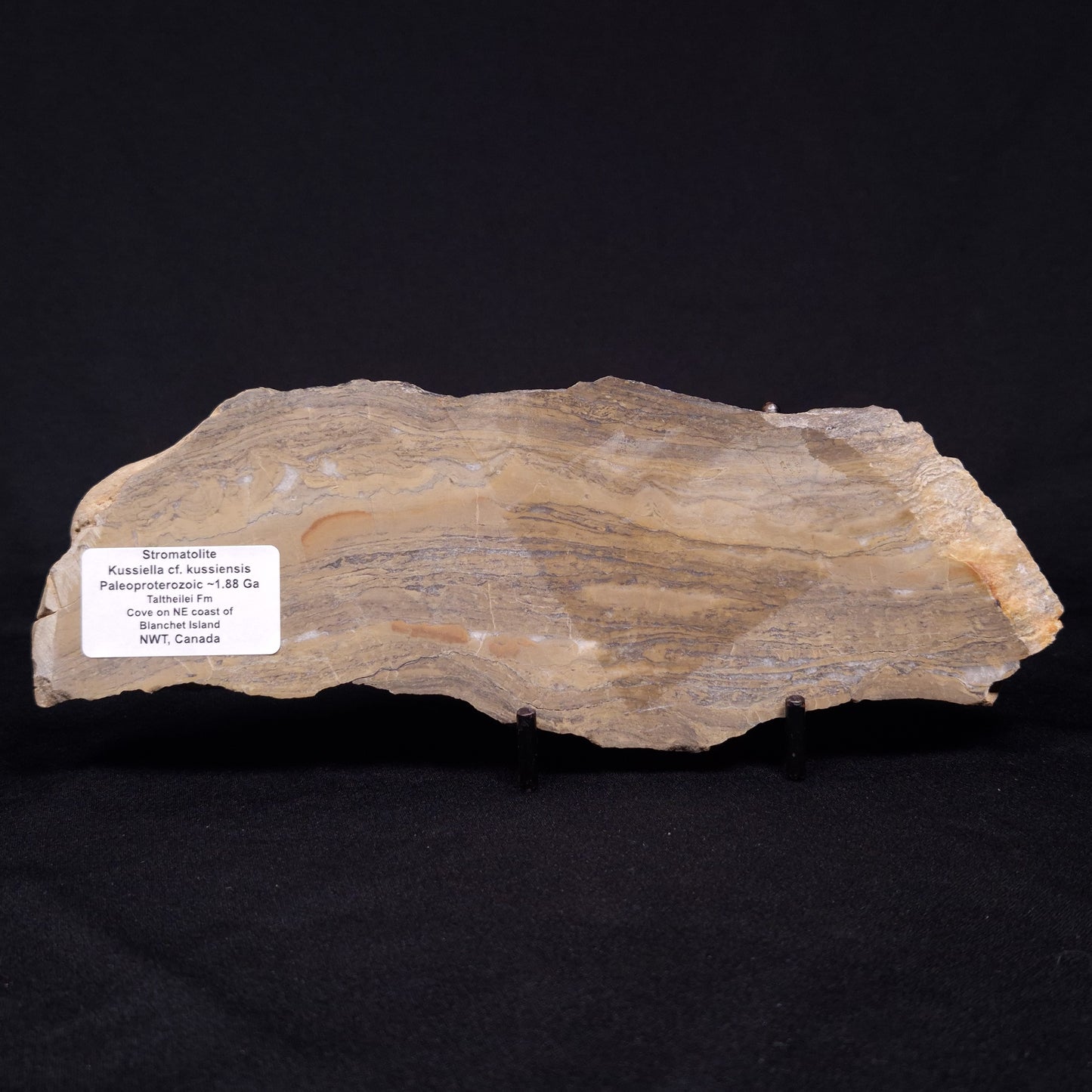 KUSSIELLA CF. KUSSIENSIS, Paleoproterozoic, Canada ZKK001
