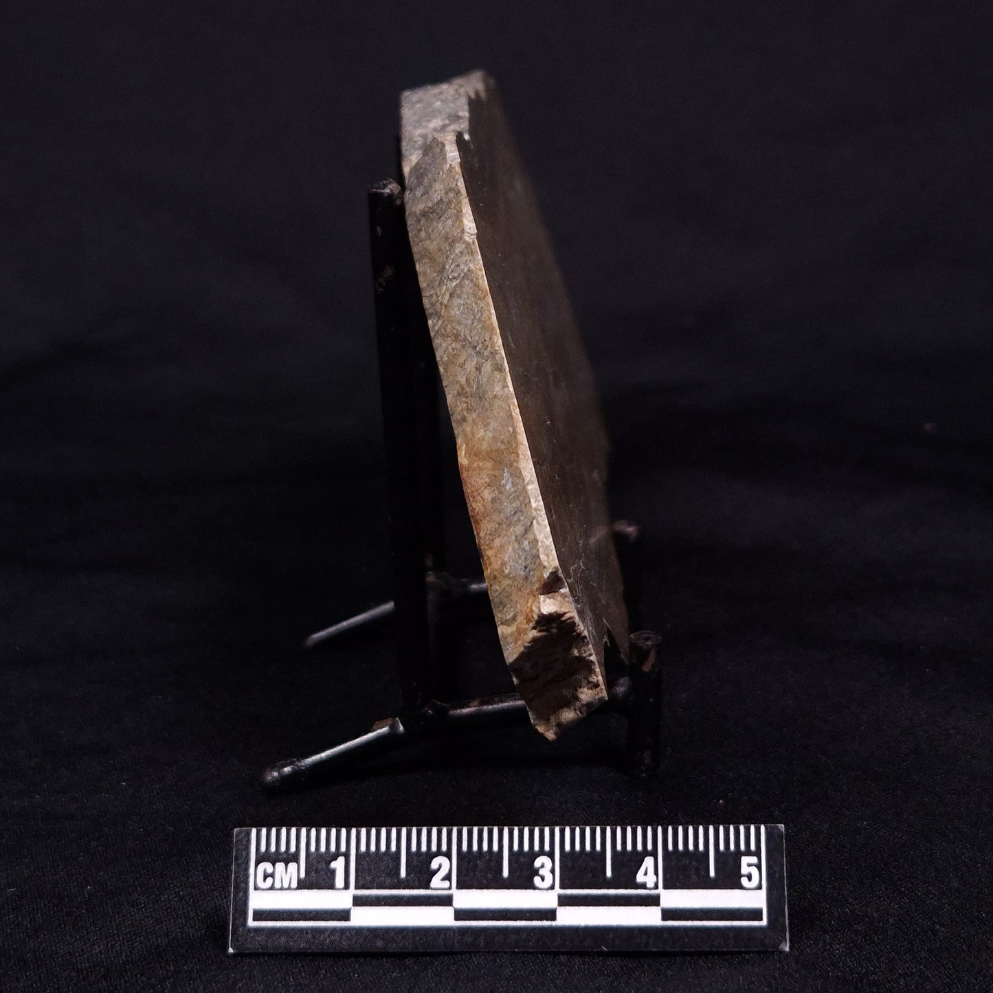 KUSSIELLA CF. KUSSIENSIS, Paleoproterozoic, Canada ZKK001