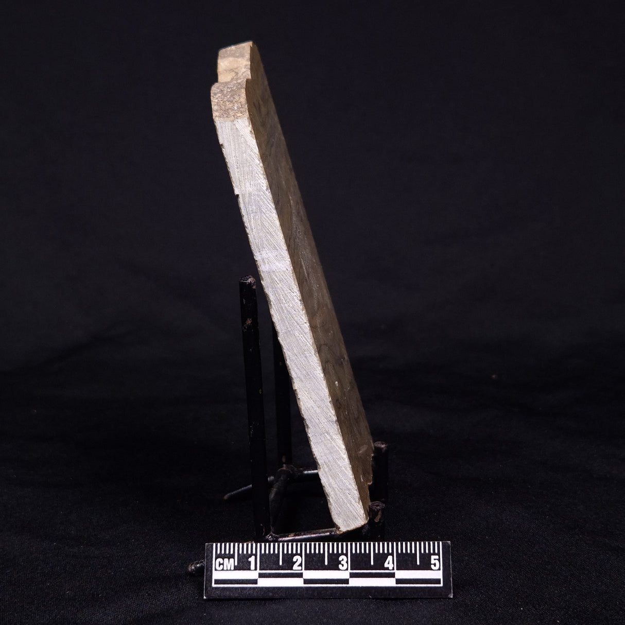 KUSSIELLA CF. KUSSIENSIS, Paleoproterozoic, Canada ZKK003
