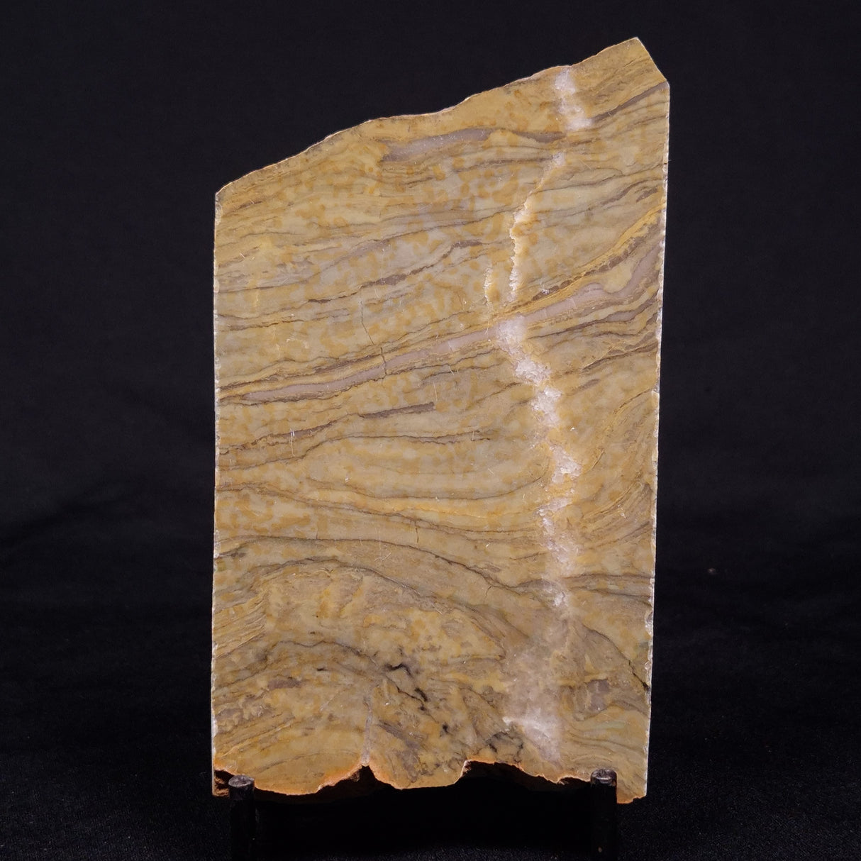 KUSSIELLA CF. KUSSIENSIS, Paleoproterozoic, Canada ZKK004