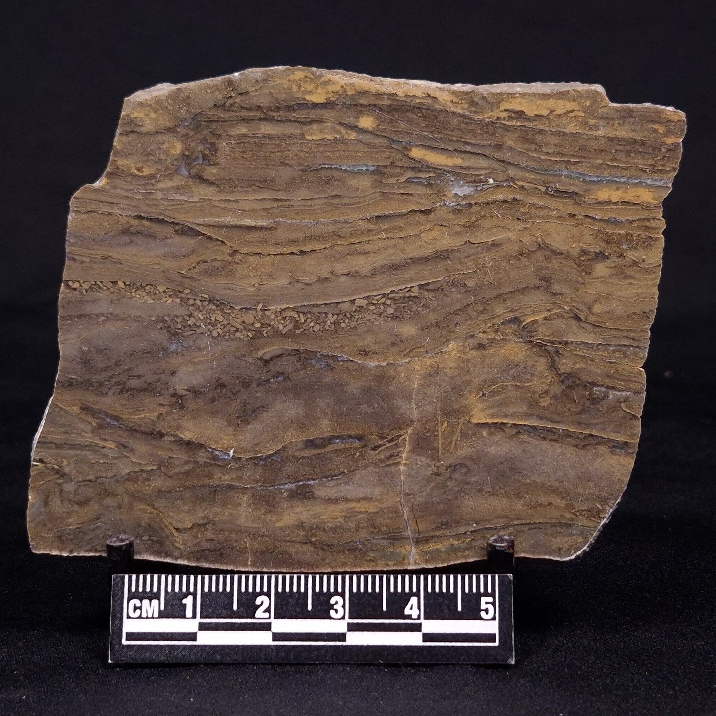 KUSSIELLA CF. KUSSIENSIS, Paleoproterozoic, Canada ZKK007