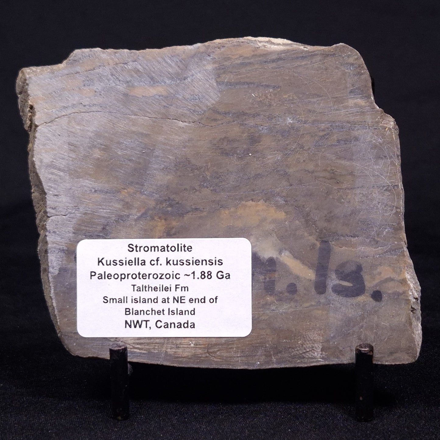 KUSSIELLA CF. KUSSIENSIS, Paleoproterozoic, Canada ZKK007