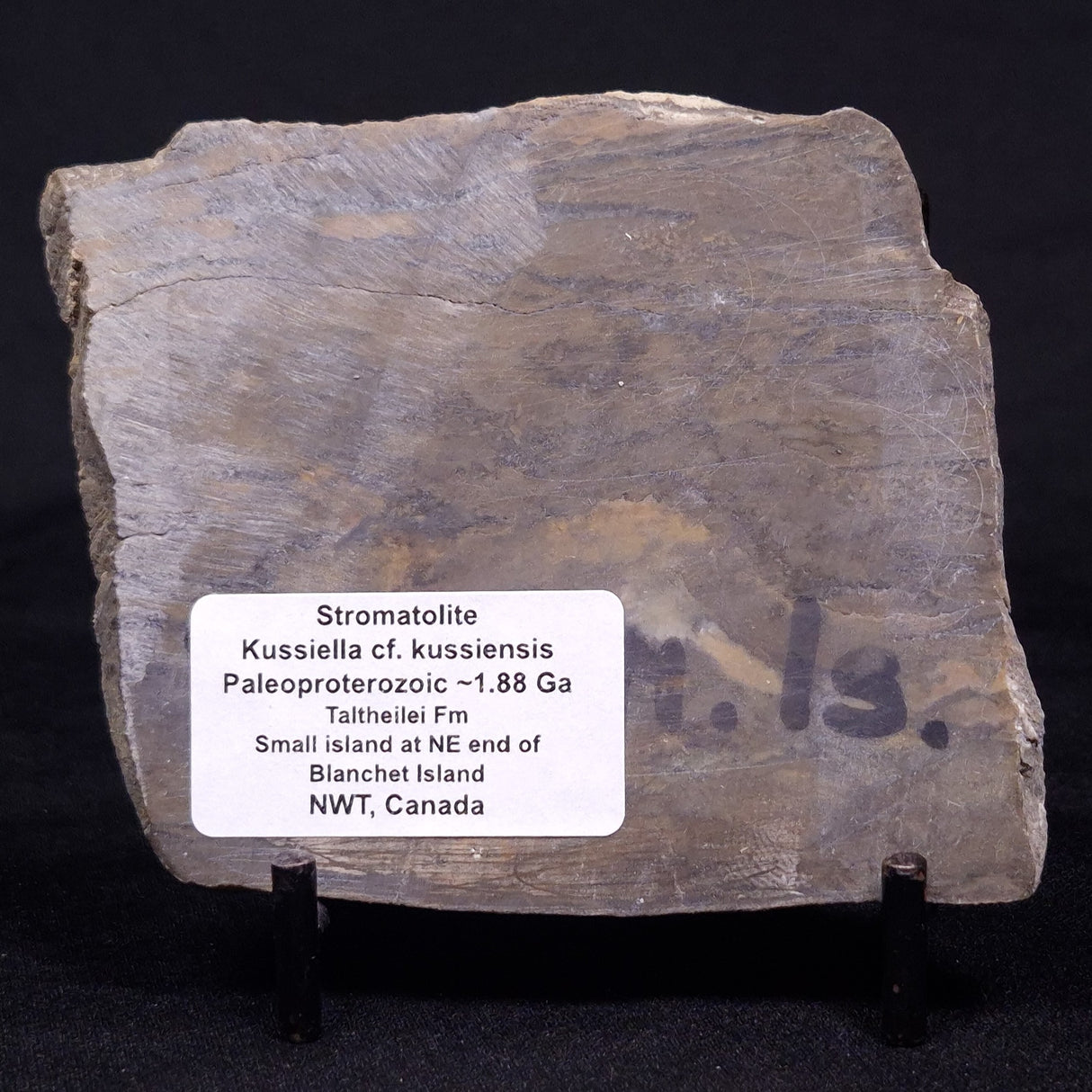 KUSSIELLA CF. KUSSIENSIS, Paleoproterozoic, Canada ZKK007