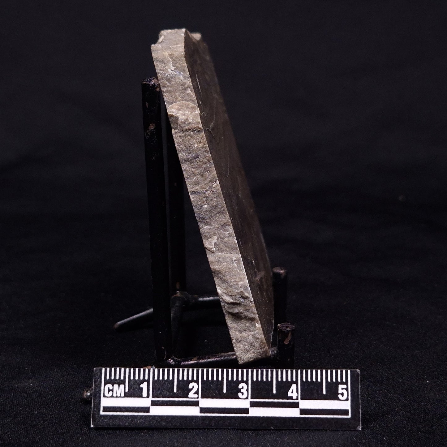 KUSSIELLA CF. KUSSIENSIS, Paleoproterozoic, Canada ZKK007