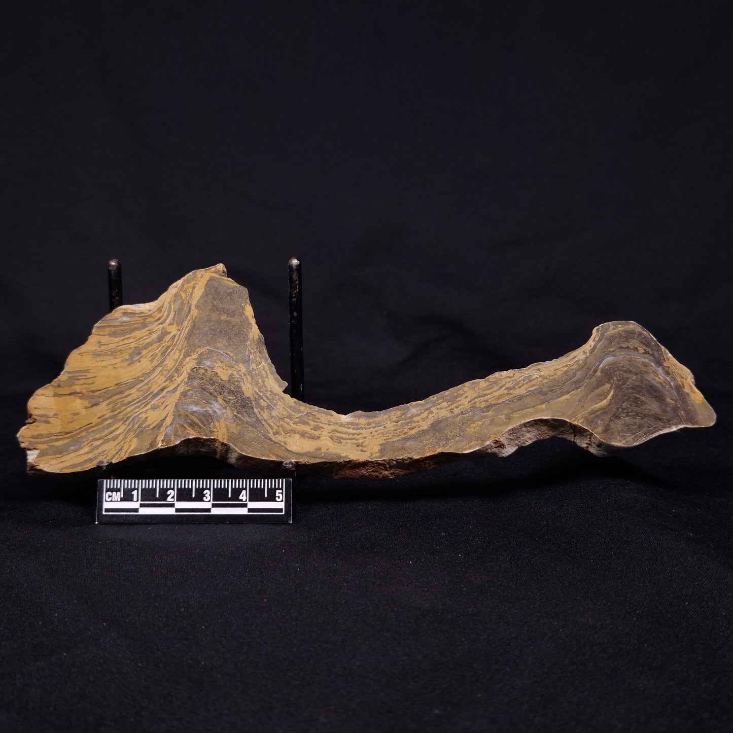 KUSSIELLA CF. KUSSIENSIS, Paleoproterozoic, Canada ZKK011