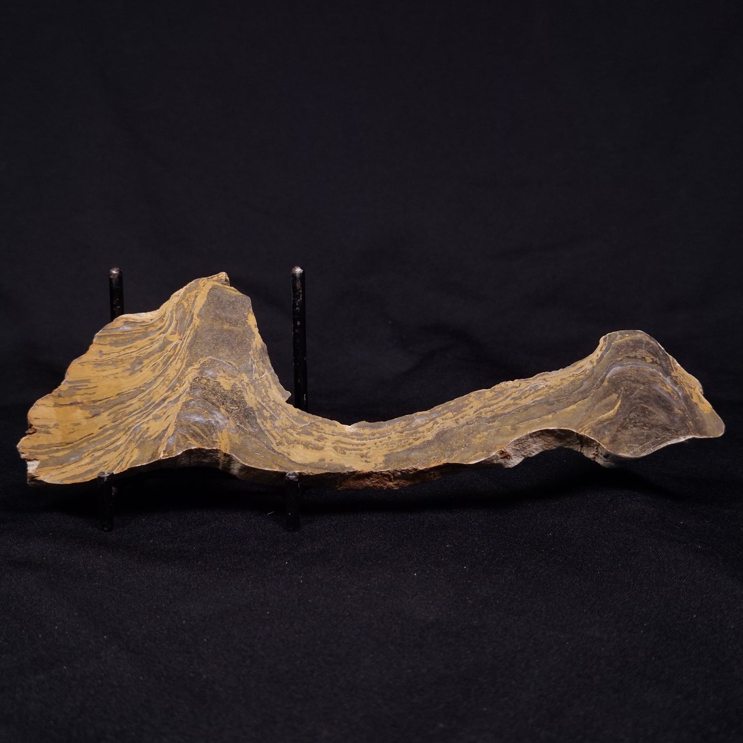 KUSSIELLA CF. KUSSIENSIS, Paleoproterozoic, Canada ZKK011