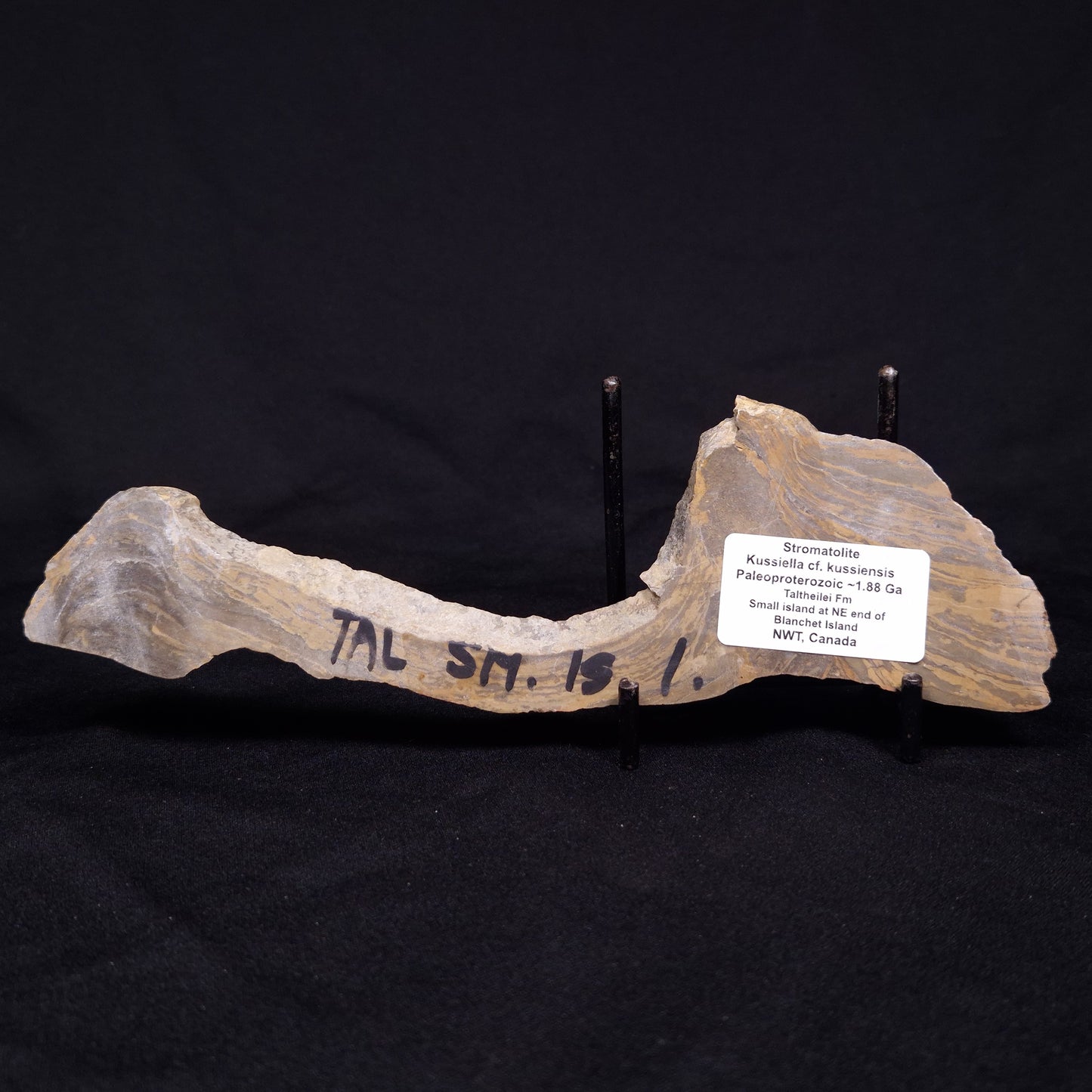 KUSSIELLA CF. KUSSIENSIS, Paleoproterozoic, Canada ZKK011