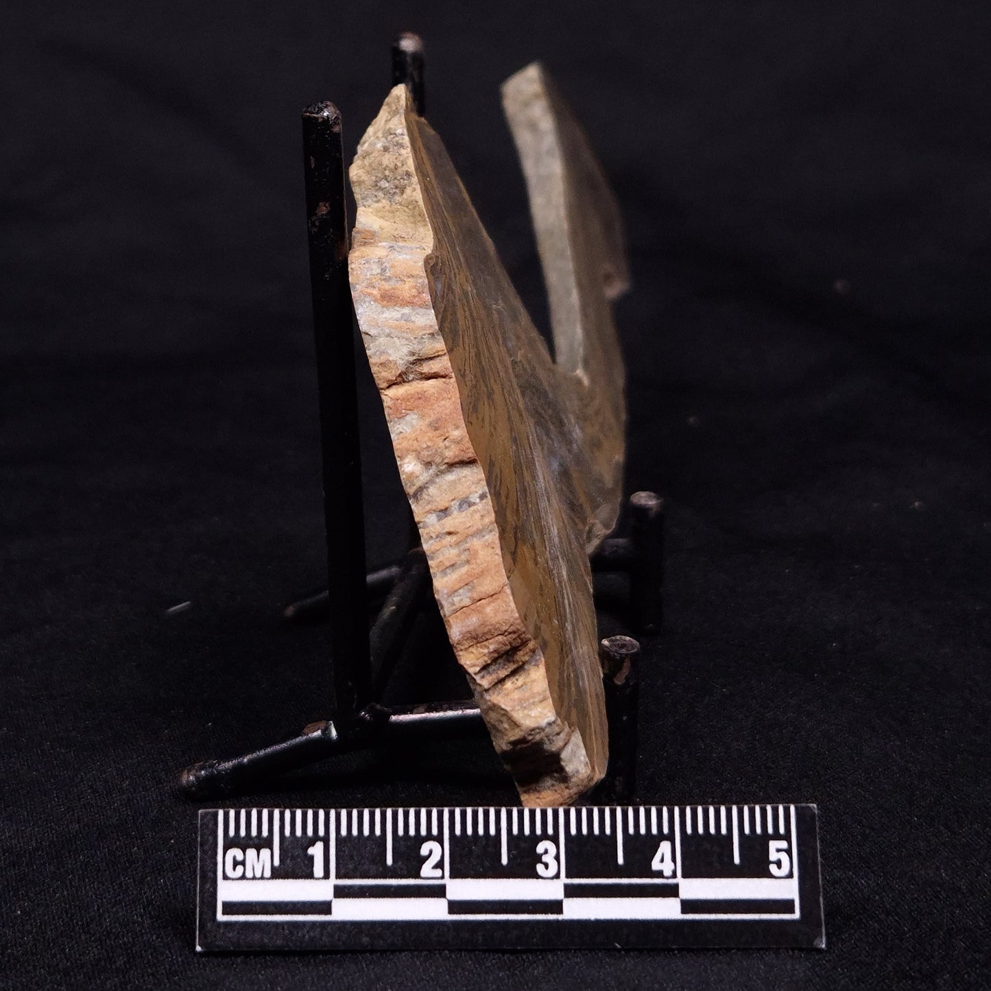 KUSSIELLA CF. KUSSIENSIS, Paleoproterozoic, Canada ZKK011