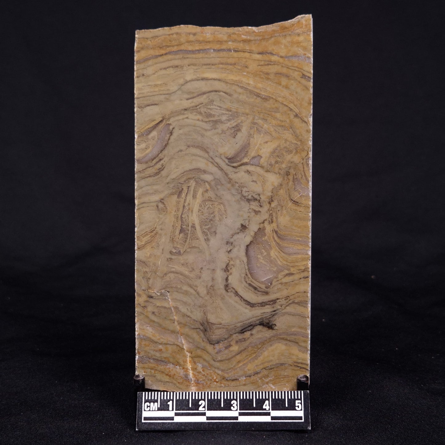 KUSSIELLA CF. KUSSIENSIS, Paleoproterozoic, Canada ZKK012