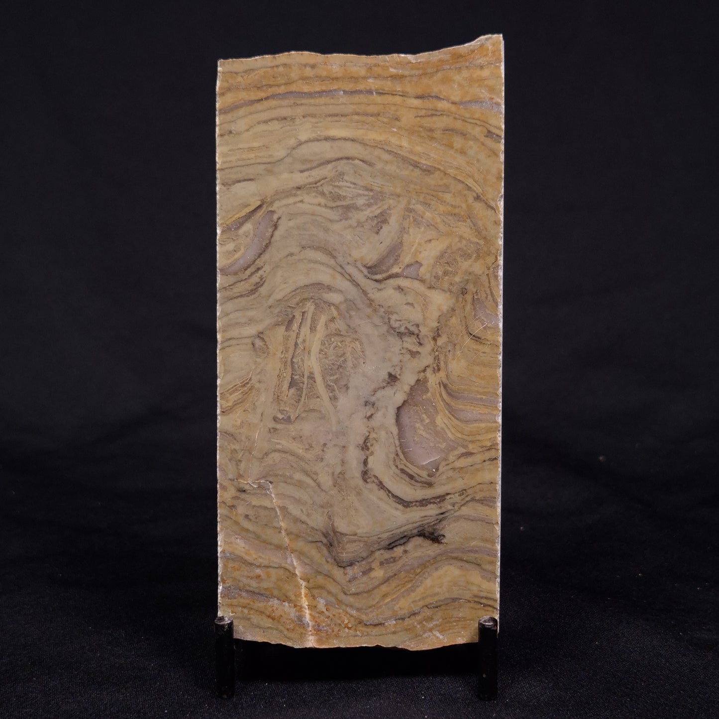 KUSSIELLA CF. KUSSIENSIS, Paleoproterozoic, Canada ZKK012