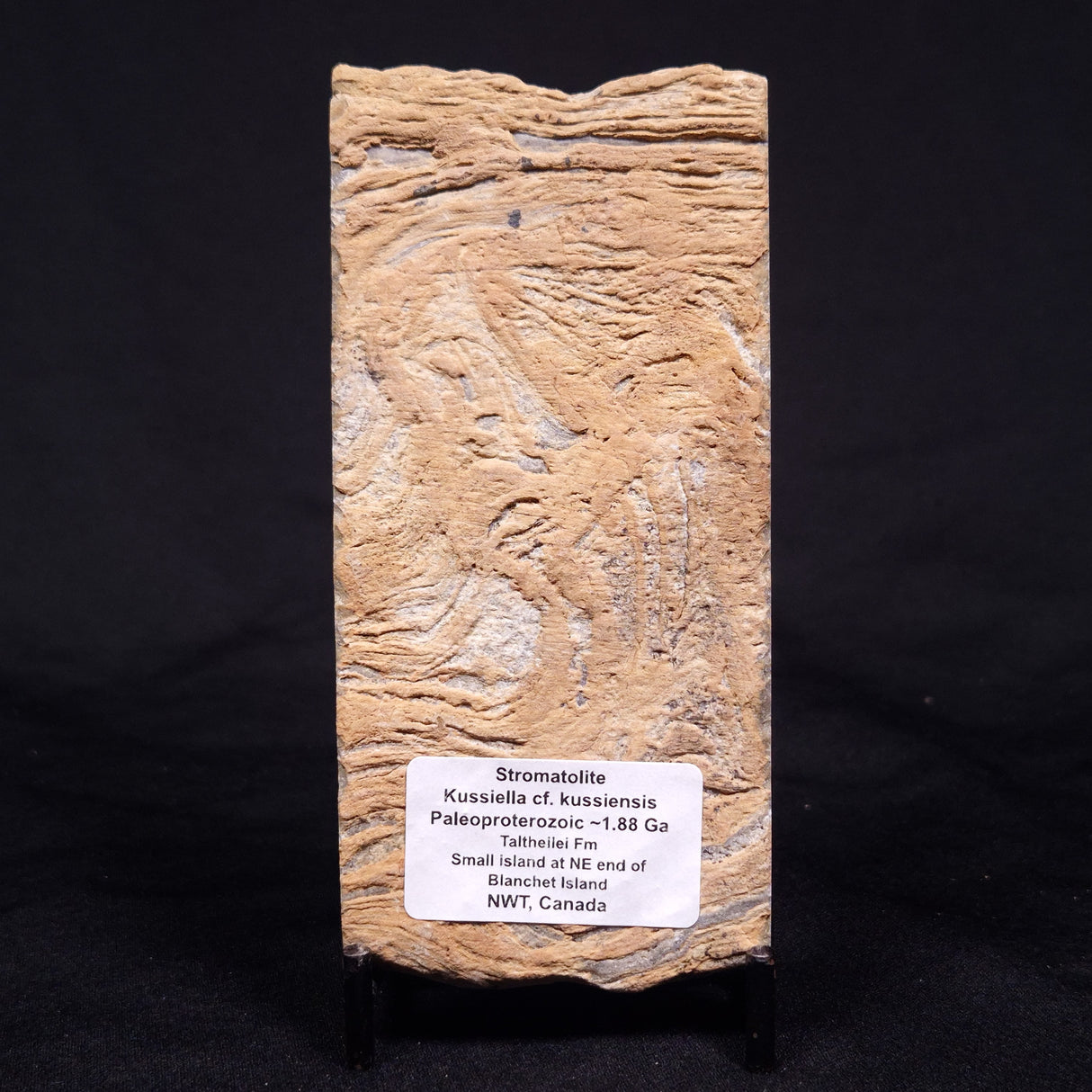 KUSSIELLA CF. KUSSIENSIS, Paleoproterozoic, Canada ZKK012