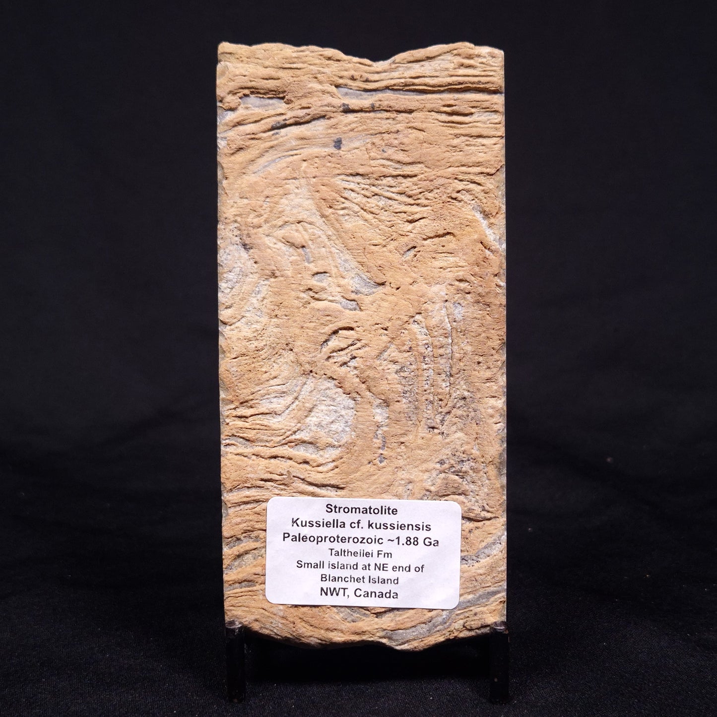 KUSSIELLA CF. KUSSIENSIS, Paleoproterozoic, Canada ZKK012