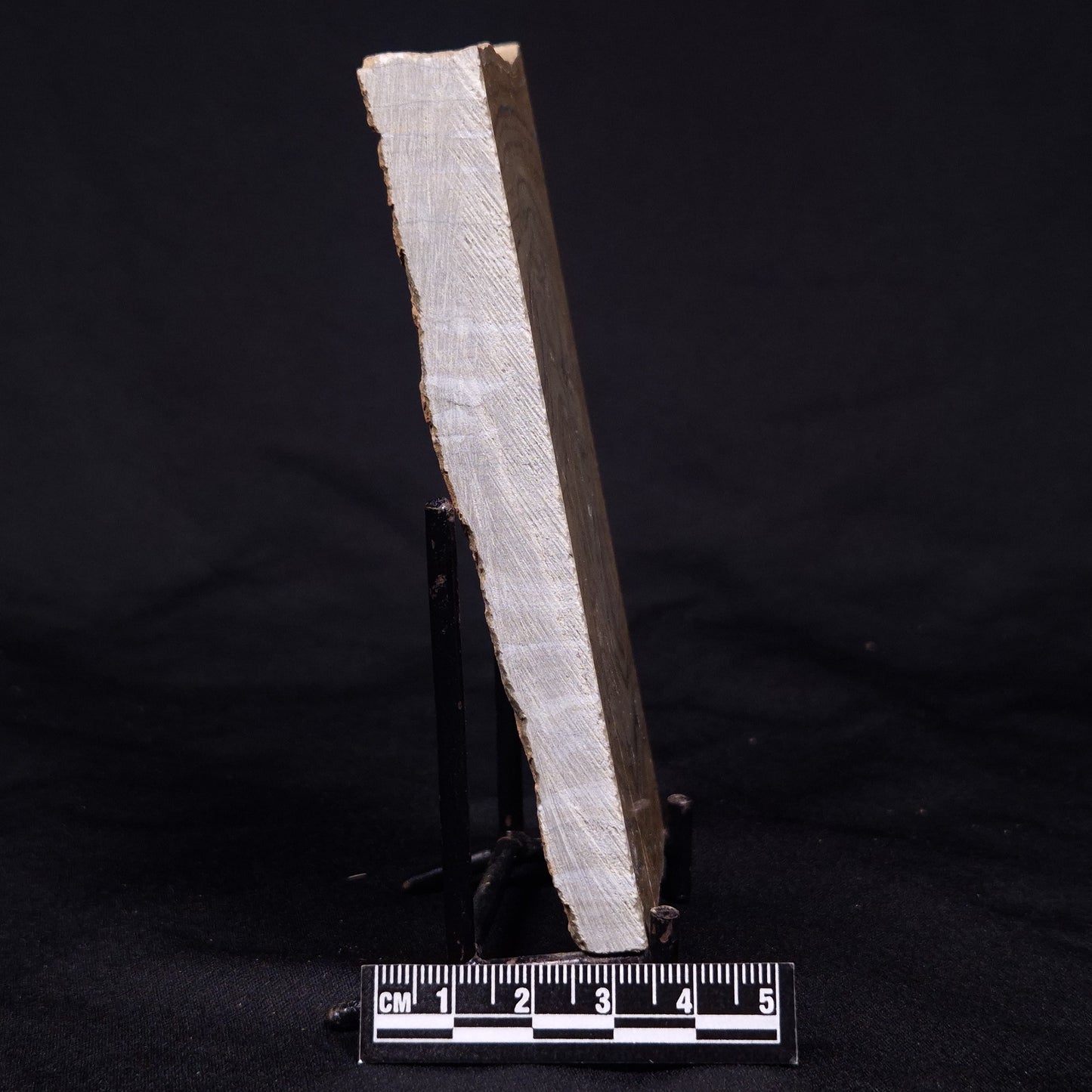 KUSSIELLA CF. KUSSIENSIS, Paleoproterozoic, Canada ZKK012