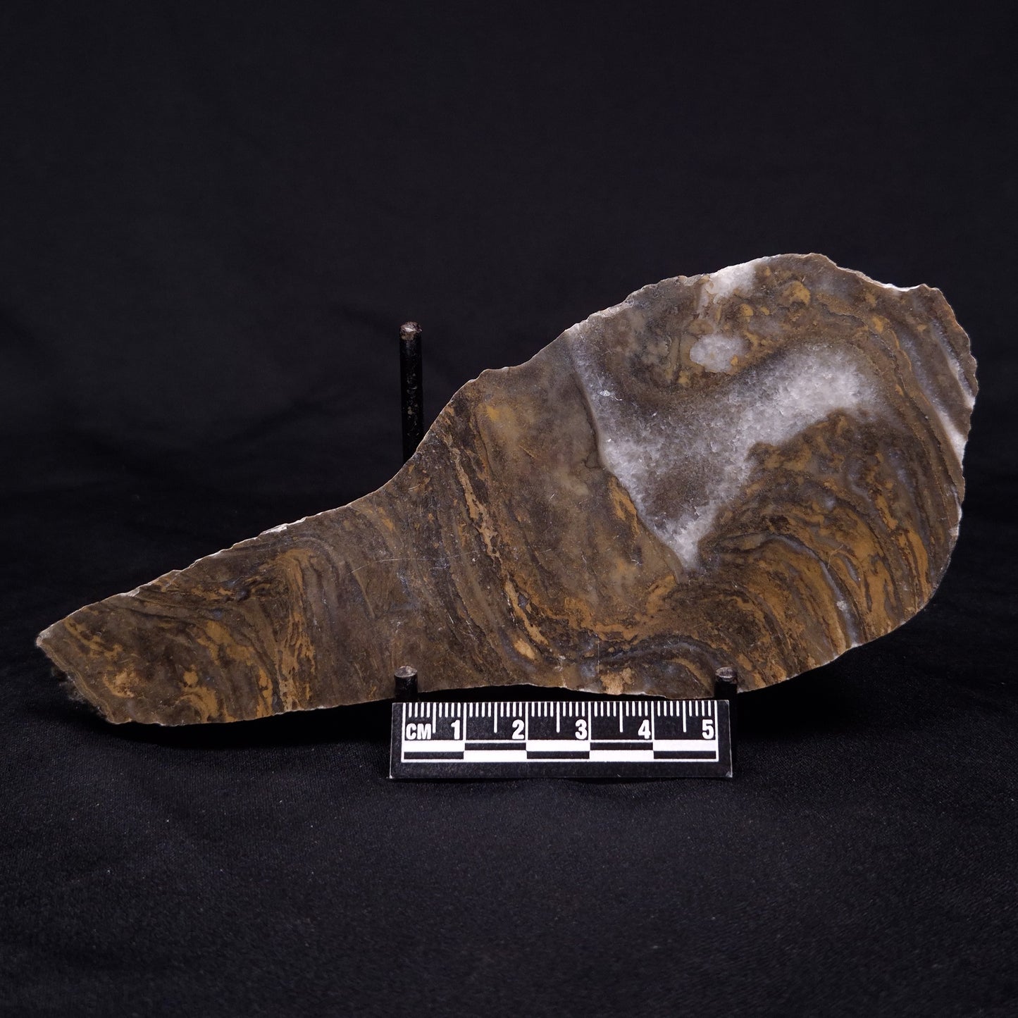 KUSSIELLA CF. KUSSIENSIS, Paleoproterozoic, Canada ZKK013