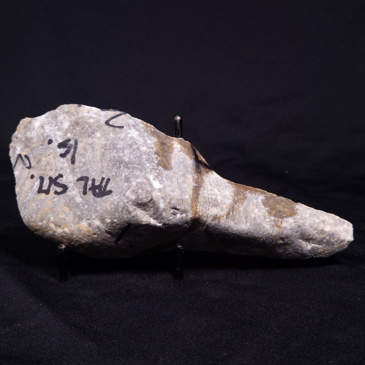 KUSSIELLA CF. KUSSIENSIS, Paleoproterozoic, Canada ZKK013