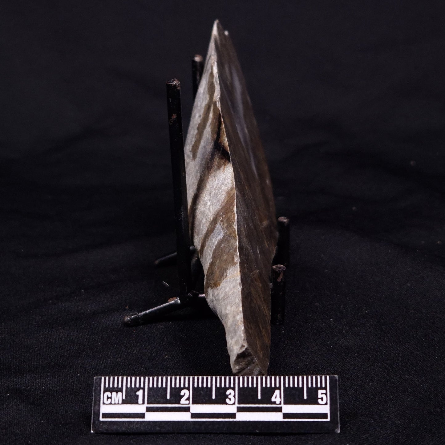 KUSSIELLA CF. KUSSIENSIS, Paleoproterozoic, Canada ZKK013
