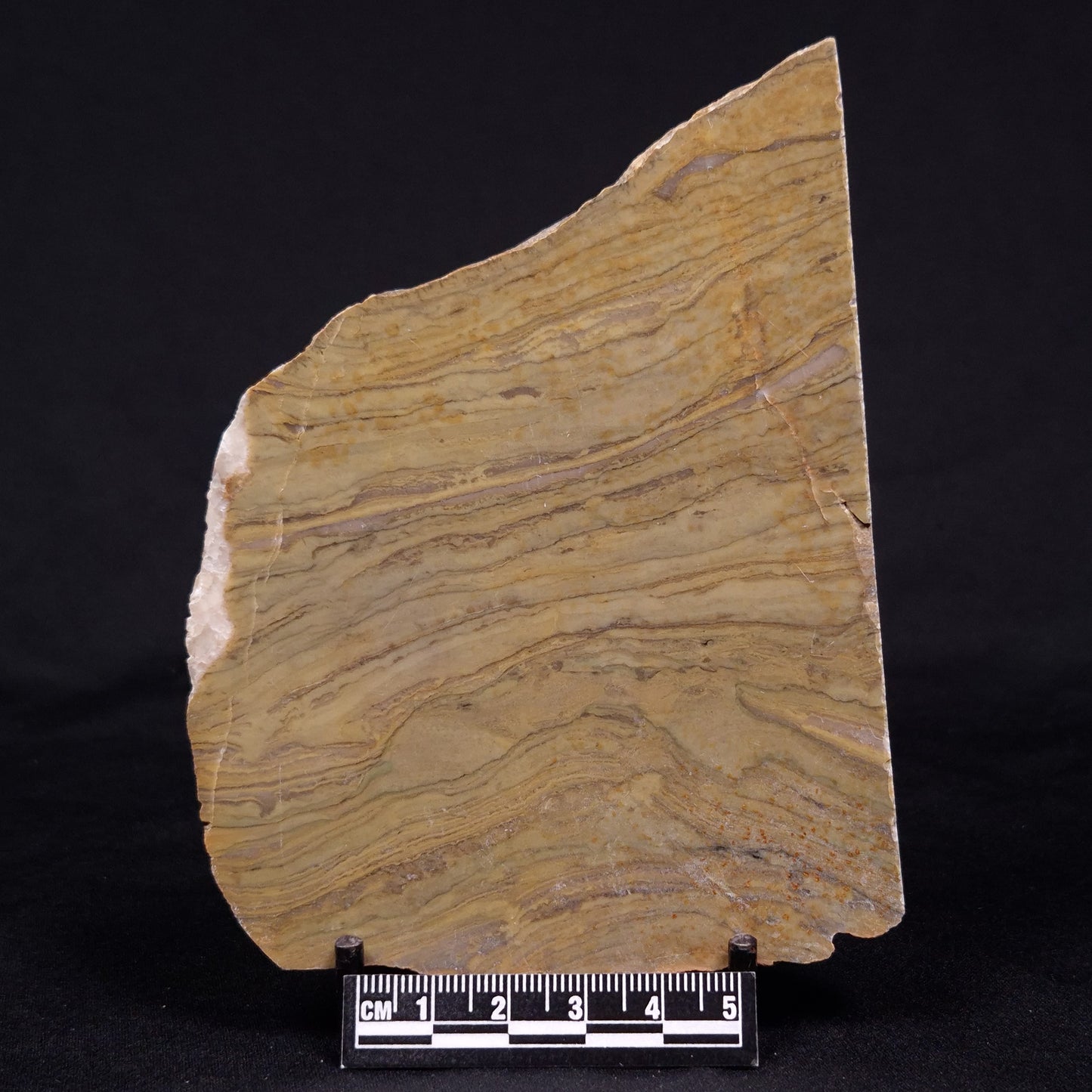 KUSSIELLA CF. KUSSIENSIS, Paleoproterozoic, Canada ZKK014