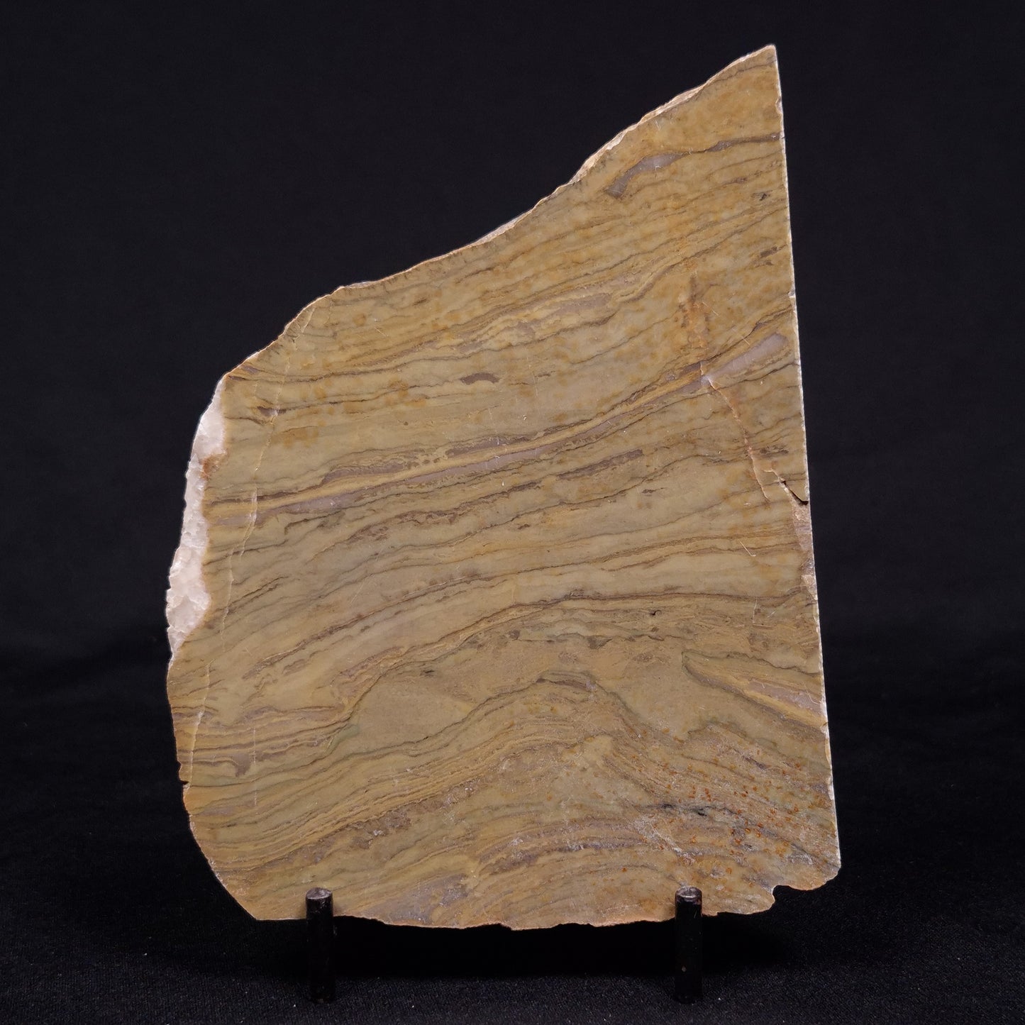 KUSSIELLA CF. KUSSIENSIS, Paleoproterozoic, Canada ZKK014