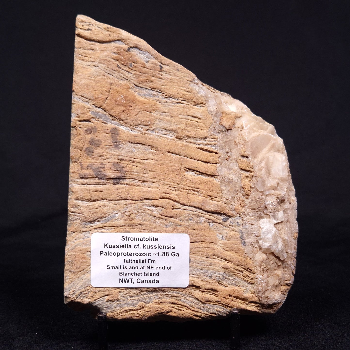 KUSSIELLA CF. KUSSIENSIS, Paleoproterozoic, Canada ZKK014