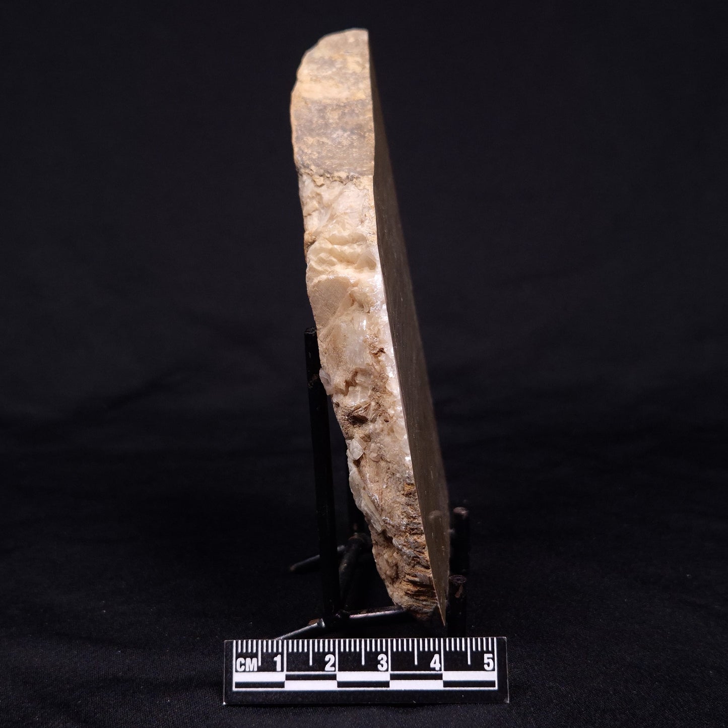 KUSSIELLA CF. KUSSIENSIS, Paleoproterozoic, Canada ZKK014