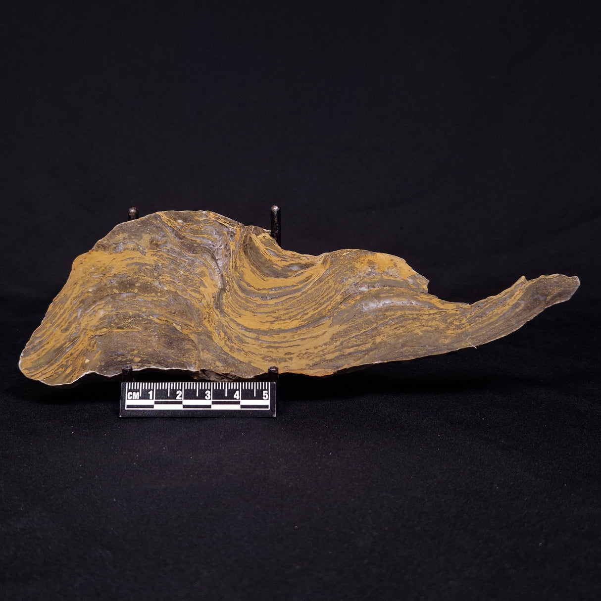 KUSSIELLA CF. KUSSIENSIS, Paleoproterozoic, Canada ZKK015