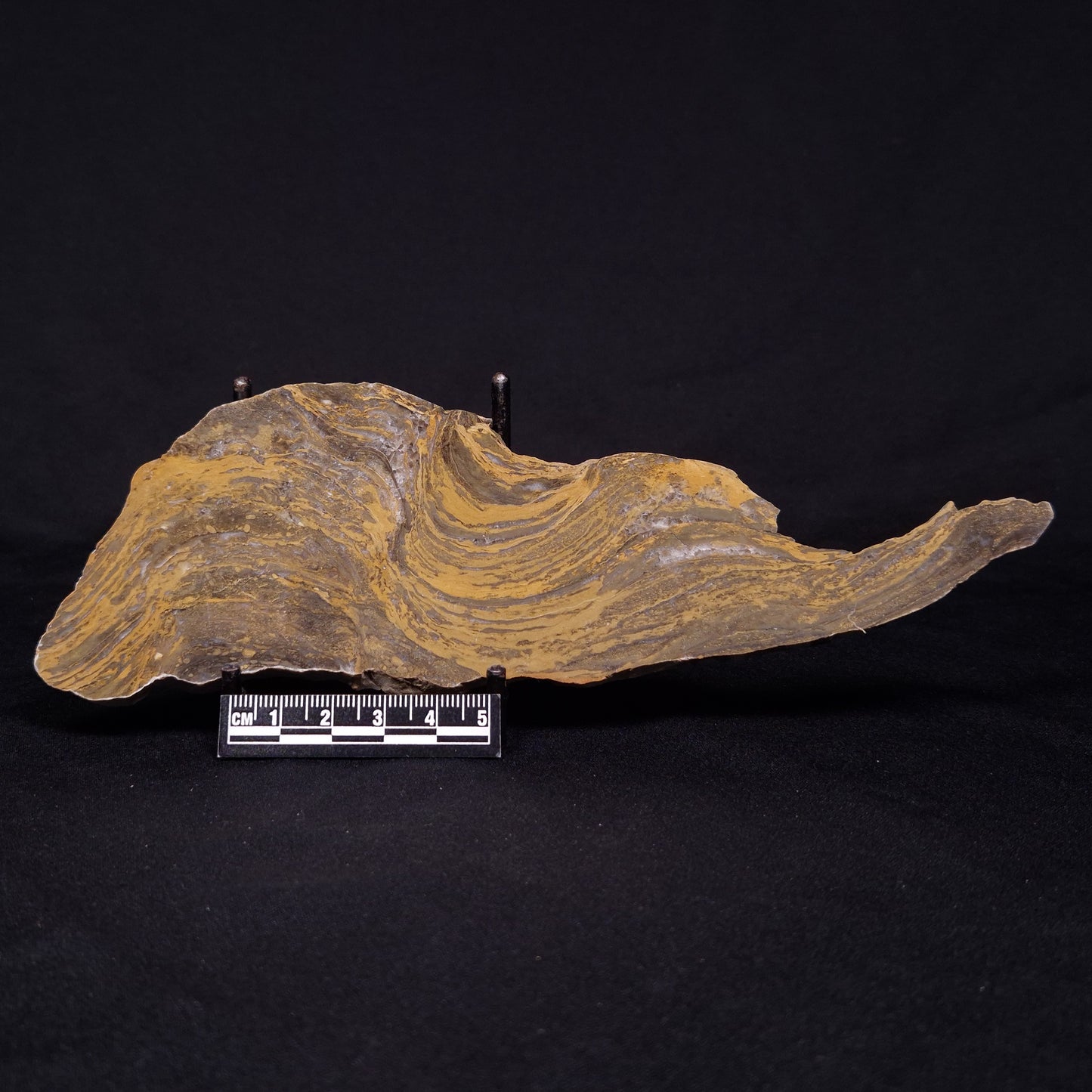 KUSSIELLA CF. KUSSIENSIS, Paleoproterozoic, Canada ZKK015