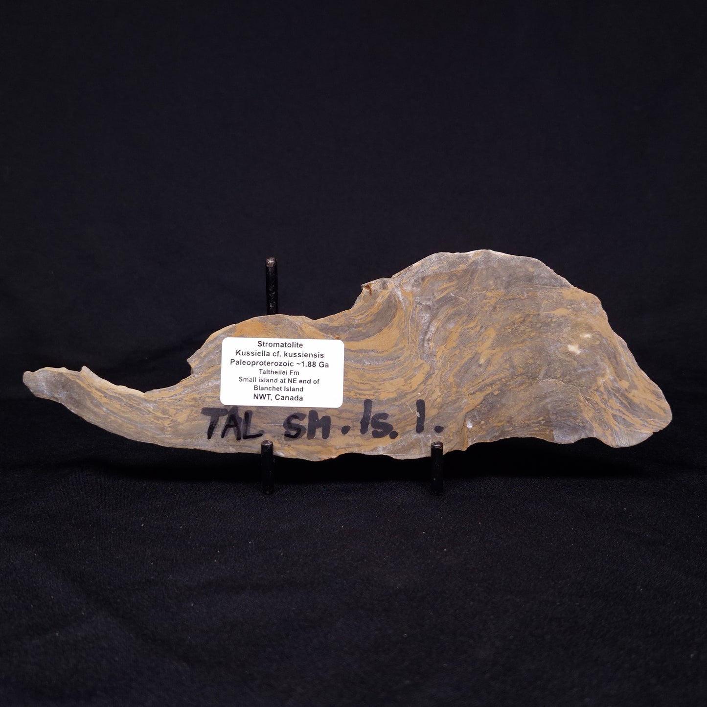 KUSSIELLA CF. KUSSIENSIS, Paleoproterozoic, Canada ZKK015