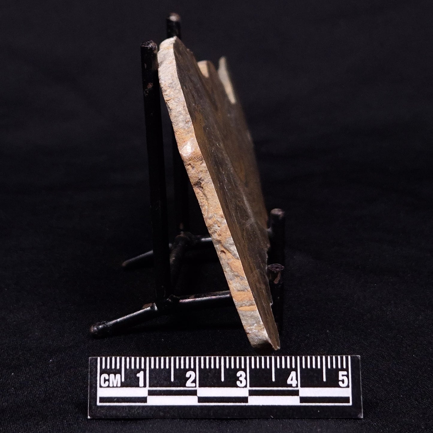 KUSSIELLA CF. KUSSIENSIS, Paleoproterozoic, Canada ZKK015