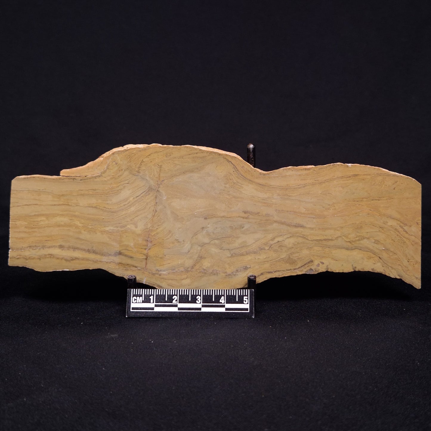 KUSSIELLA CF. KUSSIENSIS, Paleoproterozoic, Canada ZKK016